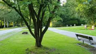 Friedhof &Ouml;jendorf Hamburg 2020
