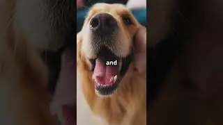 A Bond No War Could Break &ndash; Man and Dog #doghumanbonds