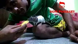 Pet Hooded Rat Feeding | Pet India