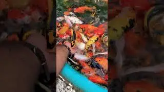 Koi carp fish hand feeding #shorts
