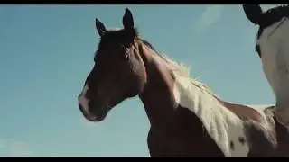 Animal Guardian Network - The Ones No One Else Would Save (Theater 4K)
