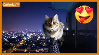 Try Not To Laugh Cats - Funny Cat Videos #12 | Catimize