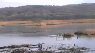 Leighton moss RSPB