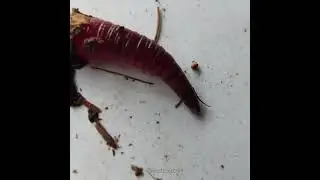 Soil dweller earthworm lifecycle