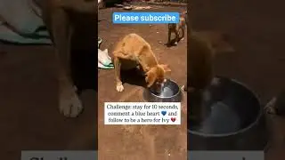 kindly spare anything for food and treatment to save dog's livesWe haven't received any donations