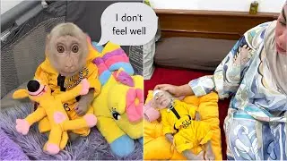 Mom panics when Baby Monkey Alpha approaches her with a fever
