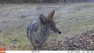 Coyote Crossing a Road