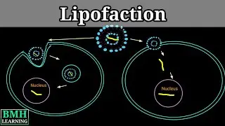 Lipofection | Liposome Mediated Transfection | Liposomal Transfection |