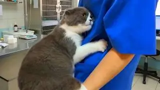 Слишком драматичный кот был НЕ ГОТОВ к ветеринару! 🤣 Смешные видео с котами 2026