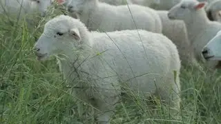 From Dirt to Table - Green Dirt Farm