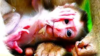 Tiny Newborn Baby Monkeys &mdash; Pink and Red, Needing Care ❤️