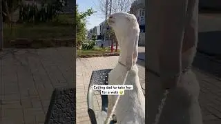 Calling dad to take her for a walk! 🥹😅#goat #funny #funnyanimals #viralvideo #viralshort #trending