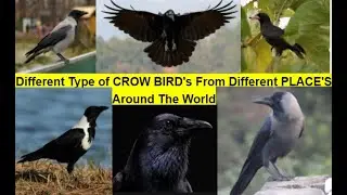 Different Types of CROW Bird's From Different PLACE'S