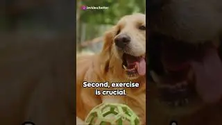 Pet Health 101  Making the Right Choices