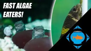 Fast Little Bottom Feeders | Panda Garras