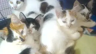 How Cats Stay Warm in Chilly Weather 🌬️