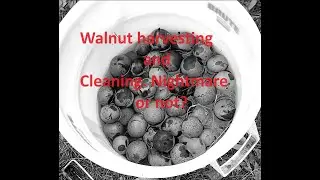 Walnut Harvest and Cleaning on Miniature horse acres.