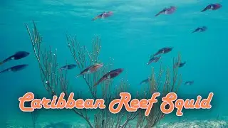 5 Minutes of Reef Squid Being Awesome
