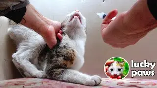 брошенный хозяином кот не может перестать доверять людям - Lucky Paws