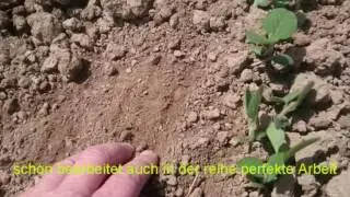 Biologischer Sojaanbau mit Hakenpflug 2016