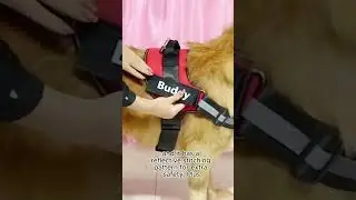 Reflective No-Pull Personalized Dog Harness Breathable Vest