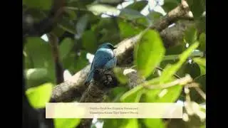 Verditer flycatcher (Eumyias thalassinus)