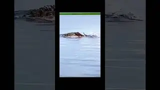 Antelope  magically survives crocodile attack..