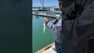 Barracuda Caught Jigging Off G Pier San Diego | Reel One Adventures