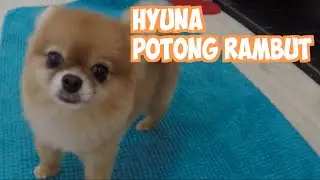 HYUNA POTONG RAMBUT n BELI LAPTOP [VLOG]