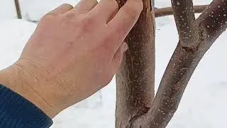 Экзотические медоносы после -27&deg;С(2026 год). Катальпа, Эводия, Павловния из семян 