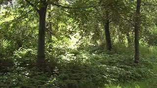 Sunny Nature - Relaxation Ambient - 1080p Free Footage