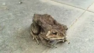 A sick, skinny old toad that is pitiful.