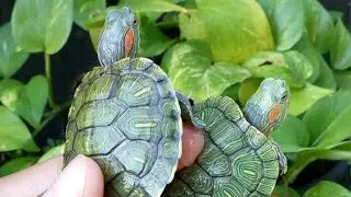 Tortugas acu&aacute;ticas agua dulce . Mascota
