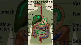 The Gut-Brain Connection Explained in 3D 🧠🦠 | Microbiome Magic!