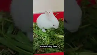 🔴Radha Baby Eating Gras #bunny #pets #radhakrishna #heykids #rabbit #rabbitpet