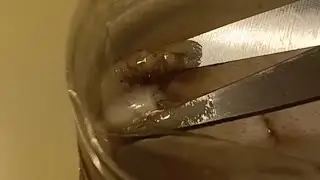 Bacteria/Mold growth inside canned Arizona green tea 