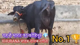 आज खरीदें KHURANA साहब का नायाब नगीना 💎। 15 लीटर दूध की शानदार झोटी ✅ 500 KM TRANSPORT 🆓#trending