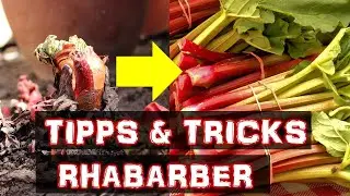 Rhabarber - Tipps und Tricks | So baust du Rhabarber an | Wichtige Fragen und Antworten zu Rhabarber