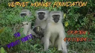 #BabyMonkey Terk returns to foster Mom , Rene and button at home in Skunkey Enclosure season 3 ep21