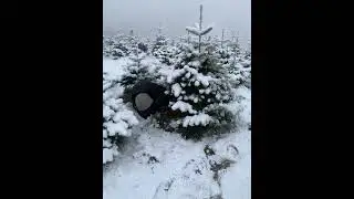 Fresh Xmas Tree Cut down