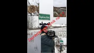 Spacer wok&oacute;ł Koloni Topilec(12,2 km.).Ślady łosi i  atak wioskowych ps&oacute;w na Emi