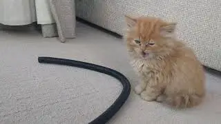 3 mins of a cute little kitten playing!