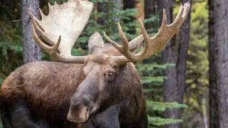 Big Moose Bull with Calf and Cow during the early Rut