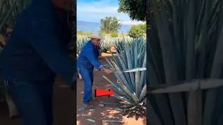 Blue Agave after 7 years of waiting 😱