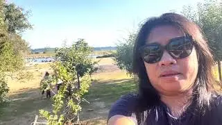 ANG DAMING BUNGA NG APPLE #ELGIN HERITAGE PARK #BUHAY SA CANADA