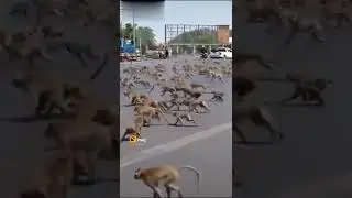 kutte aur Bandar ki ladai pradeep kumar new video