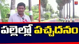 Haritha Haram Program in Habsipur, Jagtial | Special Report | T News