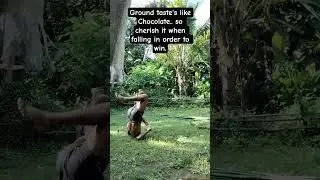 My first Handstand press
