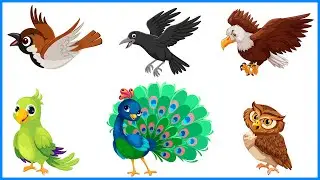 Learn Birds Name | Kids Education | Preschool Learning Videos for Children | Bird Names in English
