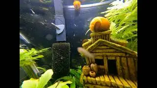 Gold Mystery Snails